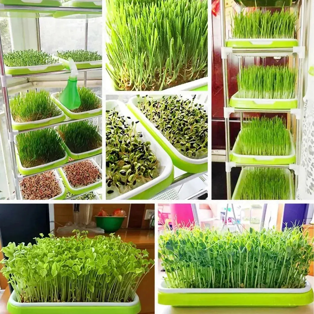 Microgreens Sprouter Tray – Hydroponic Sprouting Tray for Garden, Nursery & Potted Plants - Rehmiar