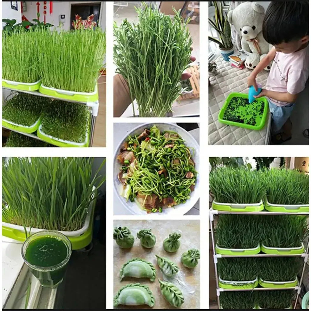 Microgreens Sprouter Tray – Hydroponic Sprouting Tray for Garden, Nursery & Potted Plants - Rehmiar