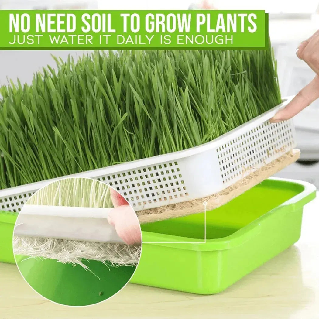 Microgreens Sprouter Tray – Hydroponic Sprouting Tray for Garden, Nursery & Potted Plants - Rehmiar